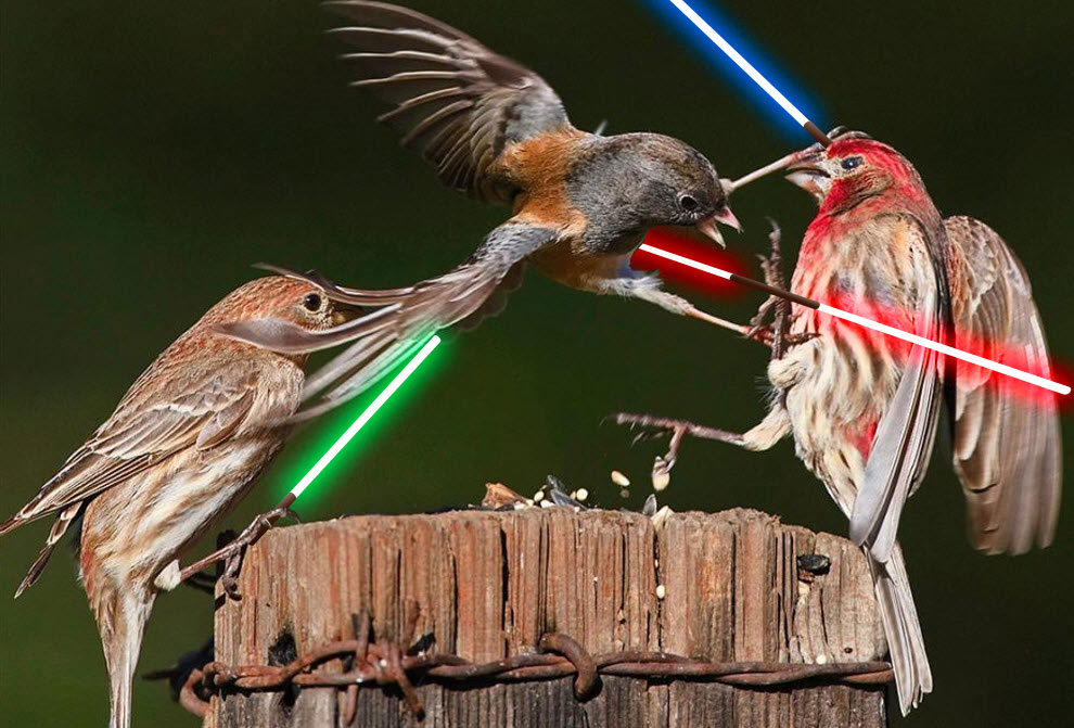 Bird Jedi